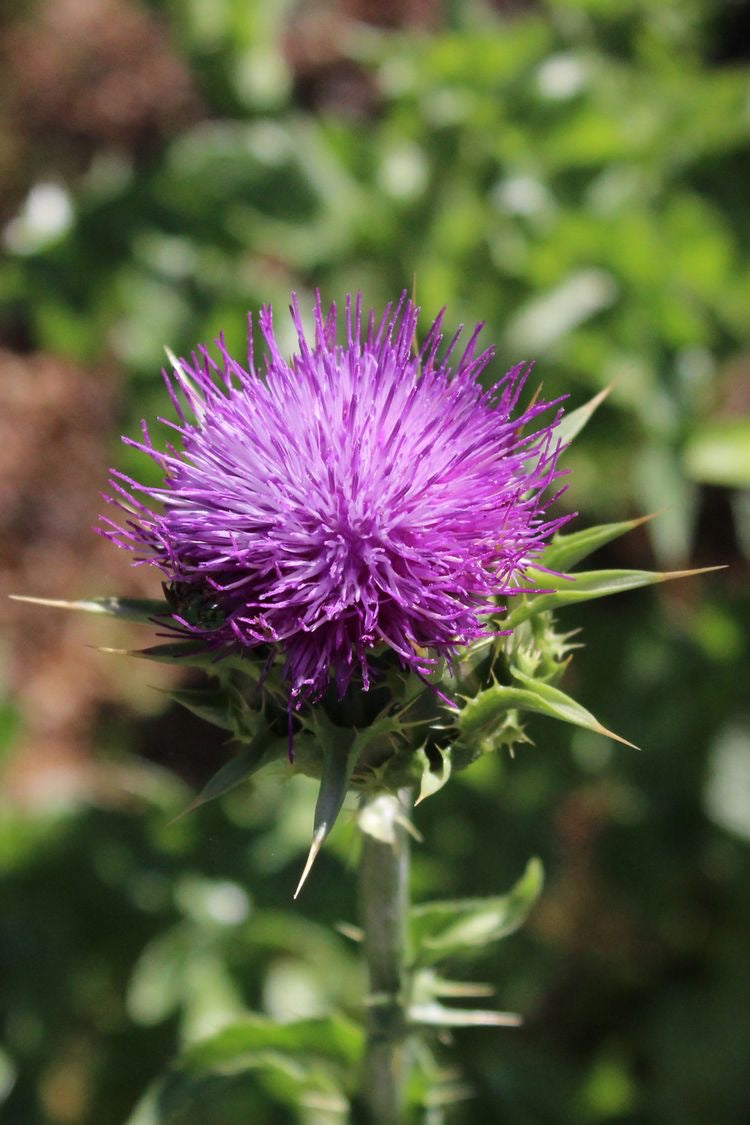 The Power of Plants: How Herbalism Can Support Your Body's Elimination Pathways