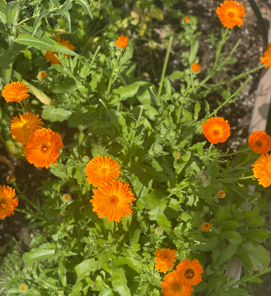 herbs and vitality