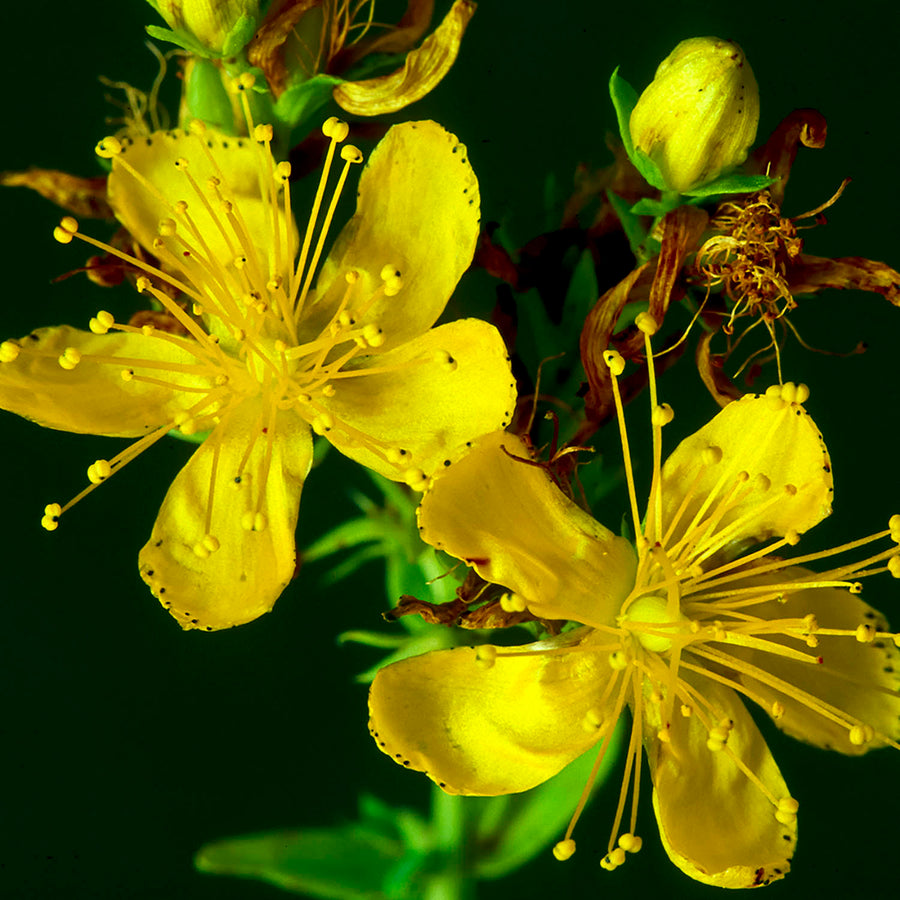 Finding support in our plant allies through moments of grief