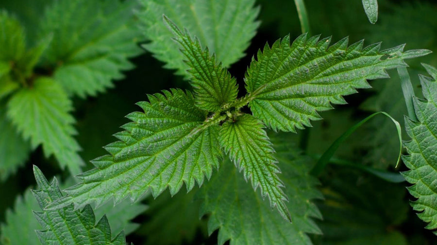 Spring, a time for renewal