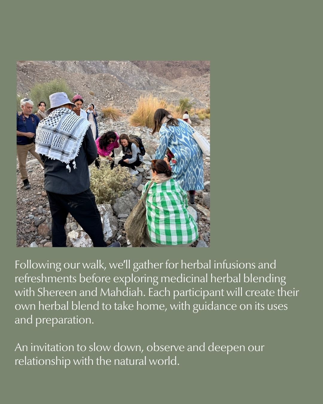 Exploring the UAE's Native Plants