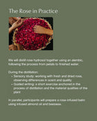 Medicine of the Rose